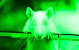 قام هؤلاء العلماء بتزويد الفئران برؤية للأشعة تحت الحمراء