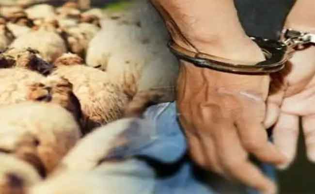 استرجاع  ماشية مسروقة وتوقيف اللصوص  بقالمة