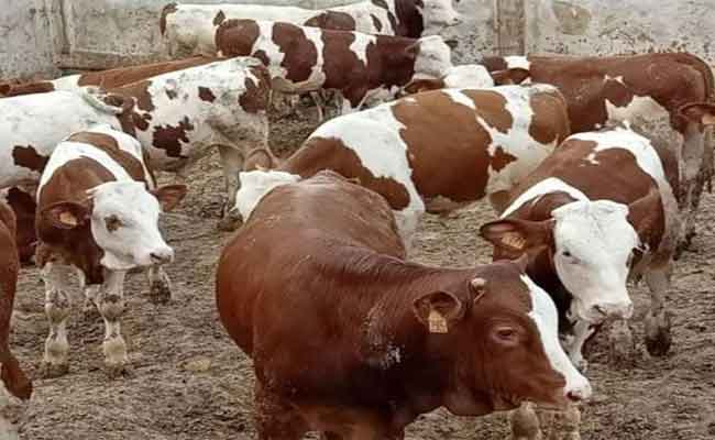 استرجاع 13رأس بقر مسروقة بقالمة