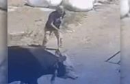 ضربة ثور تنهي حياة شخص بسطيف