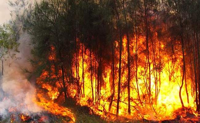 نشوب حريق غابوي بولاية بومرداس