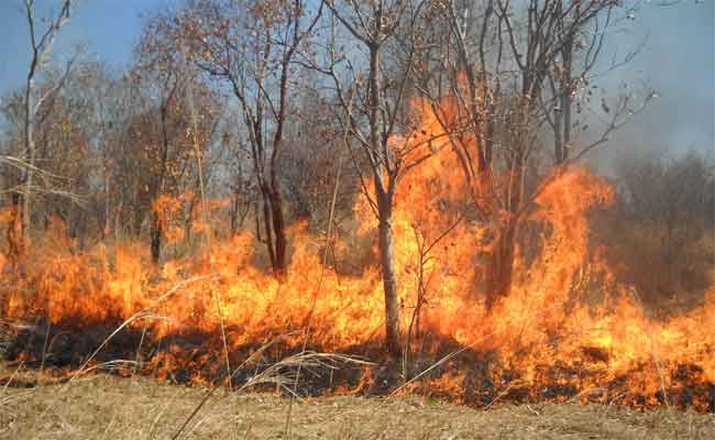 حريق بغابة كاب غيلاس بوهران يودي بحياة إطار بمحافظة الغابات و يتلف ما يزيد على 220 هكتارا