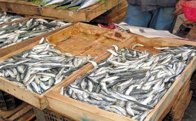 انخفاض أسعار السمك بأسواق بجاية