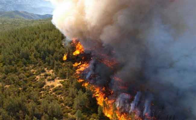 حرائق الغابات تتلف 13.414 هكتارا و سيدي بلعباس على راس القائمة