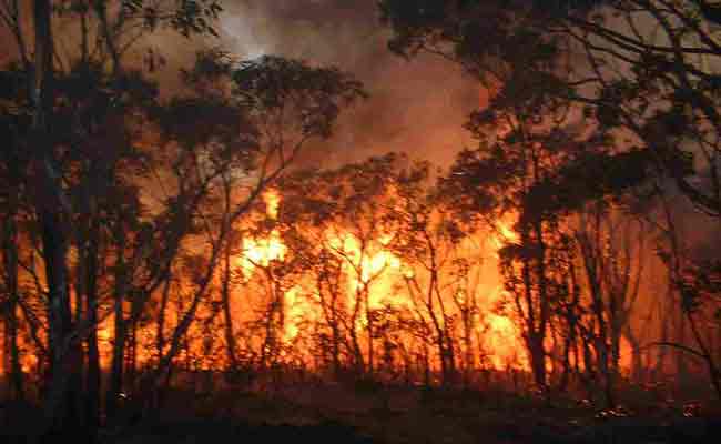 حريق مهول يلتهم ما يقارب 30 هكتارا من الغابات في جيجل