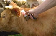 منذ انطلاق الحملة في أكتوبر : تلقيح 301.700 رأس من الأغنام و الأبقار ضد مرض الجدري و داء الكلب بولاية غرداية