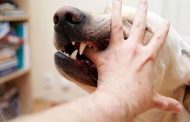 كلب مسعور يهاجم أربعة أشخاص و يتسبب في إصابتهم إصابات متفاوتة الخطورة بالمدية