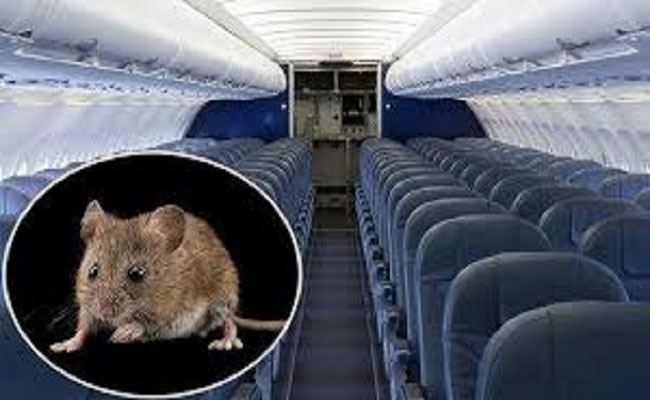 تعطيل رحلة طيران من لندن إلى سان فرانسيسكو لأربع ساعات بسبب فأر