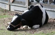 اتخاذ إجراء عزل و تلقيح الأبقار بالمدية و غليزان بعد انتشار فيروس الحمى القلاعية