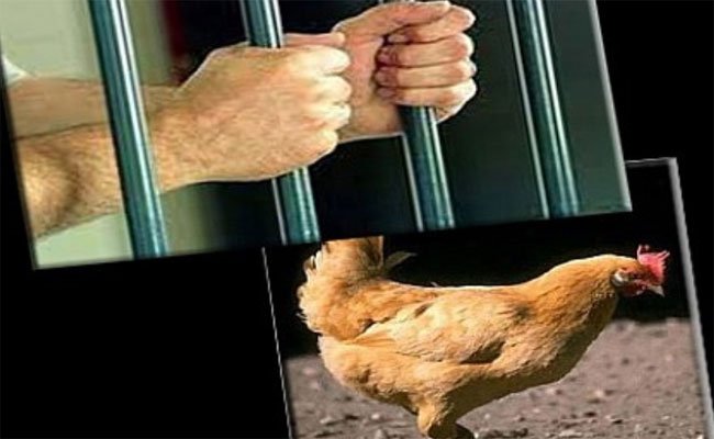 إلتماس سنة سجنا لكهل قام بسرقة 3 دجاجات بسكيكدة!