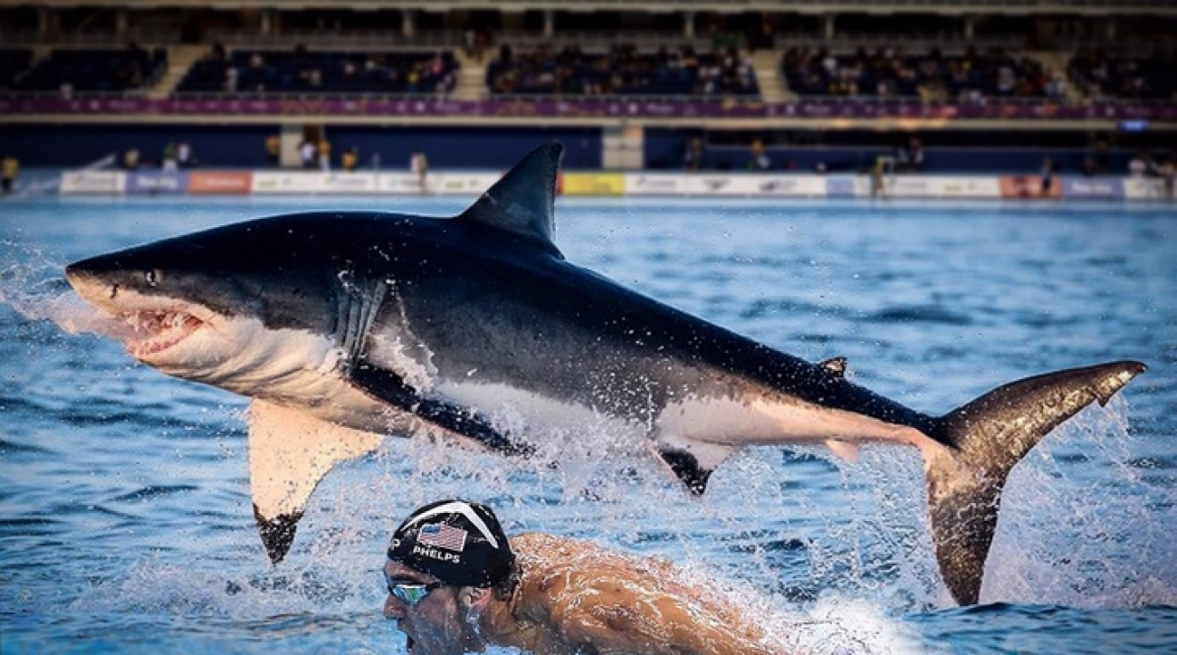 سباق بين سباح وقرش أبيض في مسبح أولمبي...الفائز؟
