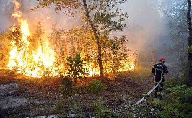 الحرائق تستنزف الثروة الغابوية : حريق بغابة واد أرجام بتيسمسيلت يتلف أكثر من 7 هكتارات  من الأشجار الغابية