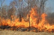 الحرائق تتلف أزيد من 13 هكتارا من الغابات  بالطارف