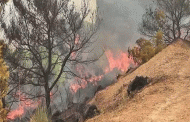 توقيف أكثر من 18 شخصا متلبسا في حرائق الغابات المفتعلة على مستوى الولايات المعنية