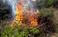 ما يقارب 54000 هكتارا من الغابات التهمتها النيران في سنة 2017