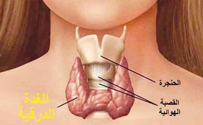 ما هو دور الغدة الدرقية في الجسم؟