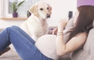 ما هي مخاطر تربية الحيوانات الأليفة أثناء الحمل؟