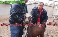 يا أيها القنوات التافهة حاربوا الفساد واتركوا التيس في حاله