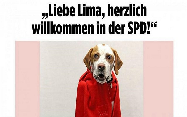 ليما أول كلبة تمارس حقها بالتصويت