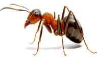 النمل يلهم العلماء إلى اكتشاف علاج عظيم