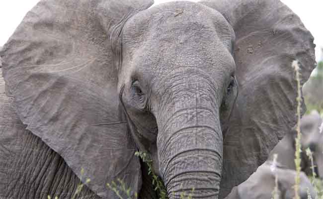 الهند: فيل ينفث الدخان من قرنيه