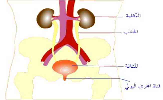 اطعمة للحفاظ على صحّة الجهاز البولي