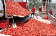 لتشجيع الإنتاج المحلي الحكومة ستوقف استيراد الطماطم المصبرة