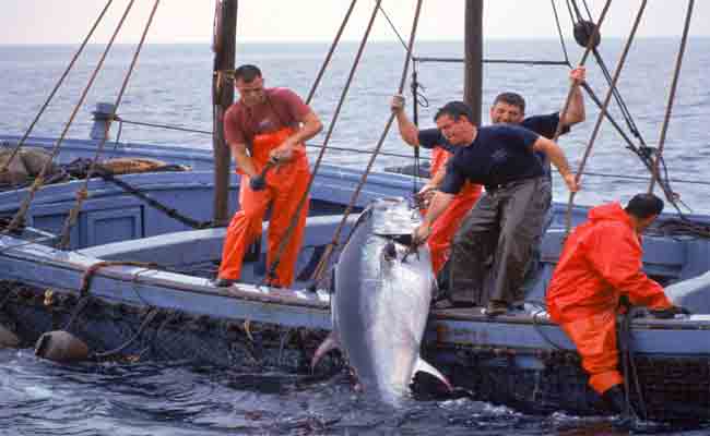 صدور المرسوم الوزاري الذي يحدد حصص صيد التونة الحمراء