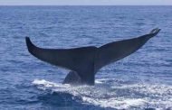 إطلاق عملية تحليق جوي في الجزائر العاصمة لحماية الحيتان