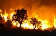 الحرائق تتسبب في اتلاف أكثر من 1260 هكتارا من الغابات في ظرف شهر
