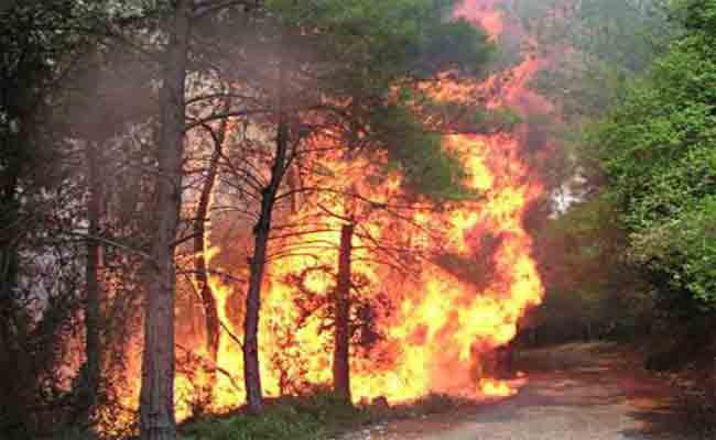 حرائق الغابات أتلفت ما يقارب 2.239 هكتارا في ظرف أقل من 5 أشهر