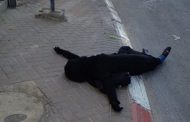 جنود الاحتلال الإسرائيلي يُعدمون امرأة فلسطينية بدم بارد