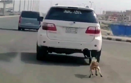 كائن سعودي يربط كلبًا بسيارته.. ويسحله بلا رحمة في شوارع