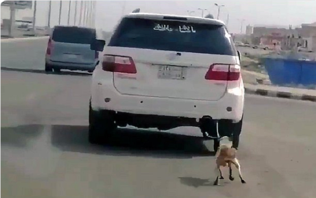 كائن سعودي يربط كلبًا بسيارته.. ويسحله بلا رحمة في شوارع