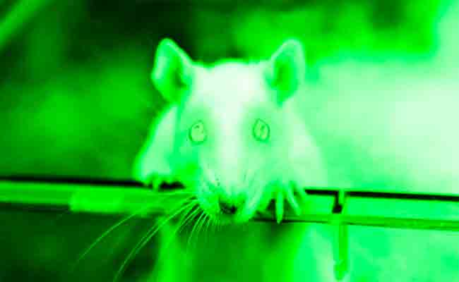 قام هؤلاء العلماء بتزويد الفئران برؤية للأشعة تحت الحمراء