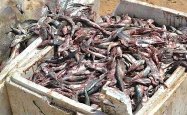 حجز 120 كلغ من الأسماك غير الصالحة للاستهلاك البشري بالجلفة