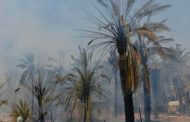 نشوب حريق بواحة الفيض في ولاية بسكرة يخلف اتلاف أزيد من 80 نخلة