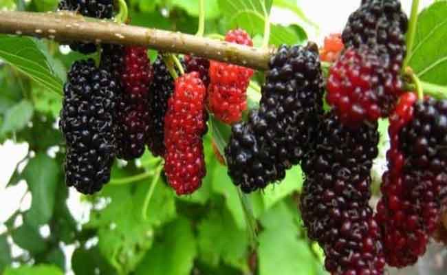 هل يُساهم التوت فعلاً برفع السكر في الدم…؟