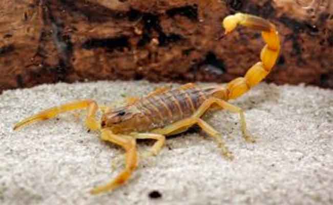 لسعة عقرب تنهي حياة شاب بالأغواط