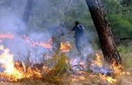 النيران تلتهم 35 هكتارا من الأشجار الغابية بغابة كيمل في باتنة
