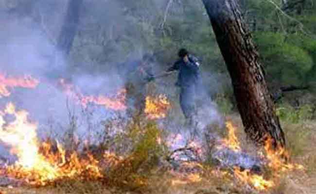 النيران تلتهم 35 هكتارا من الأشجار الغابية بغابة كيمل في باتنة