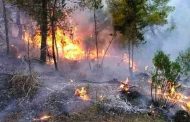 سلسلة حرائق الغابات بالبليدة تخلف خسائر بشرية و مادية