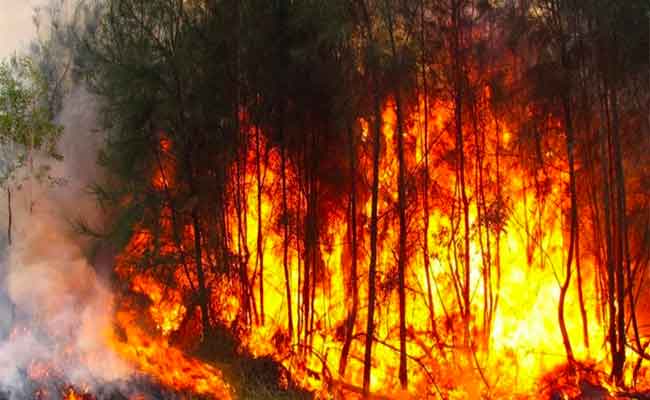 حرائق الغابات مست 38 ولاية و 98 بالمائة منها سببها بشري