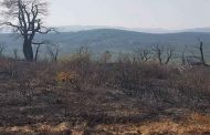 حريق غابوي يلتهم حوالي 60 هكتارا من الفلين بغابة بني صالح بڨالمة