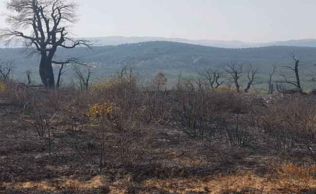 حريق غابوي يلتهم حوالي 60 هكتارا من الفلين بغابة بني صالح بڨالمة