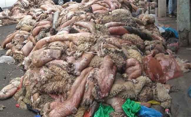 مصنع للجلود يتمكن من جمع أكثر من 10 آلاف وحدة من جلود الأضاحي بالجلفة