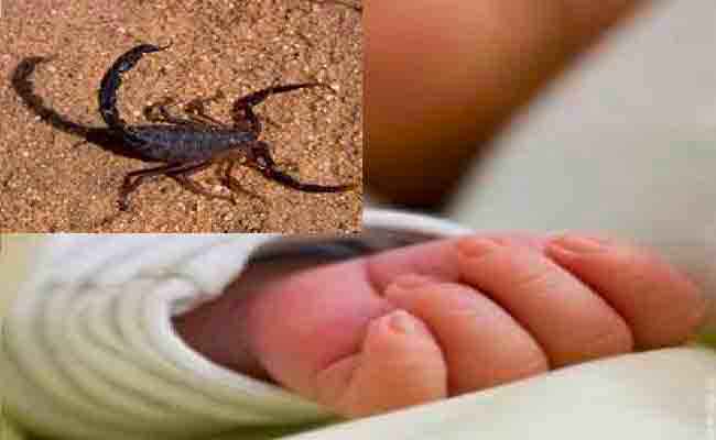 تسجيل أزيد من 1600 لسعة عقرب بورقلة منذ مطلع 2019