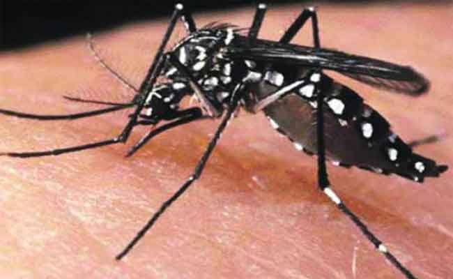 إصابة عشرات الأشخاص بلدغات بعوضة النمر بميلة 