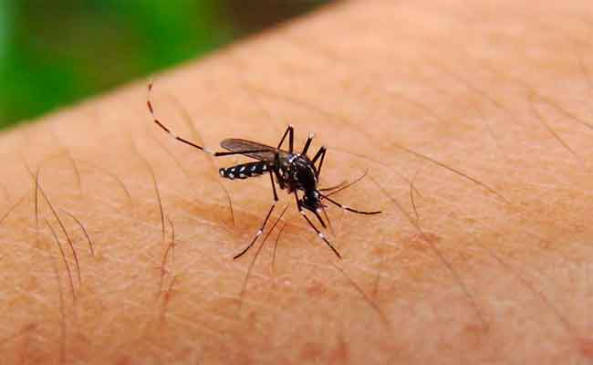 وزارة الصحة : “بعوض النمر لا يمثل خطورة على الصحة العمومية”