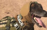ابتكار تكنولوجي يحمي الكلاب العسكرية...
